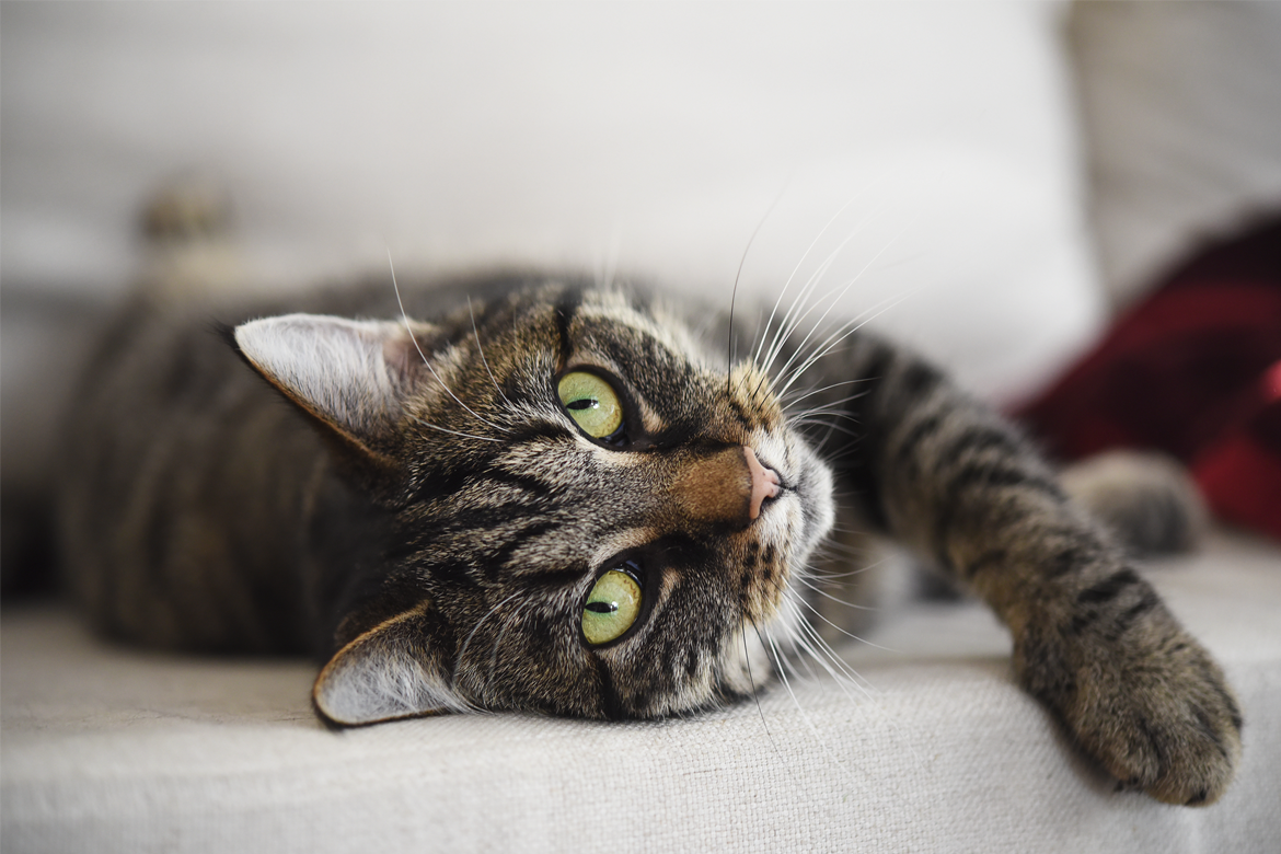 How to keep cats safe and happy at home
