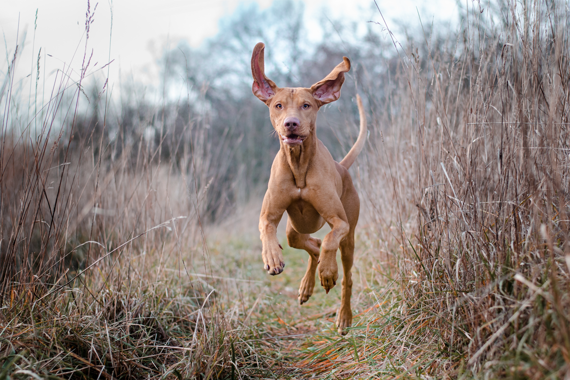 Everything you need to know about joint care for dogs